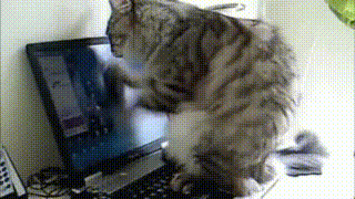 kitty