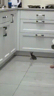 kitty